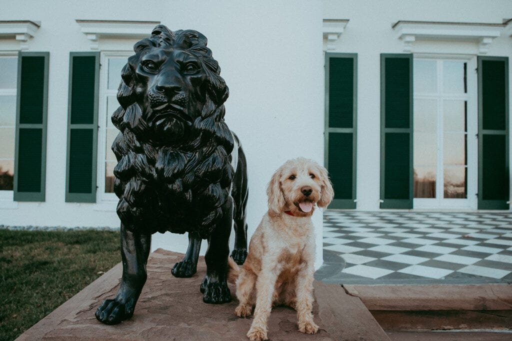 a poodle is sitting next to a lion statue in front of Morven Park mansion during a family photoshoot by Bella Luna Photography